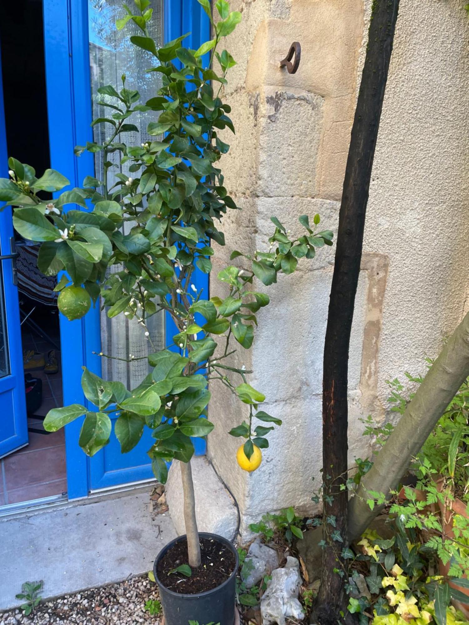 Appartement Cosy Malaucène Exteriér fotografie